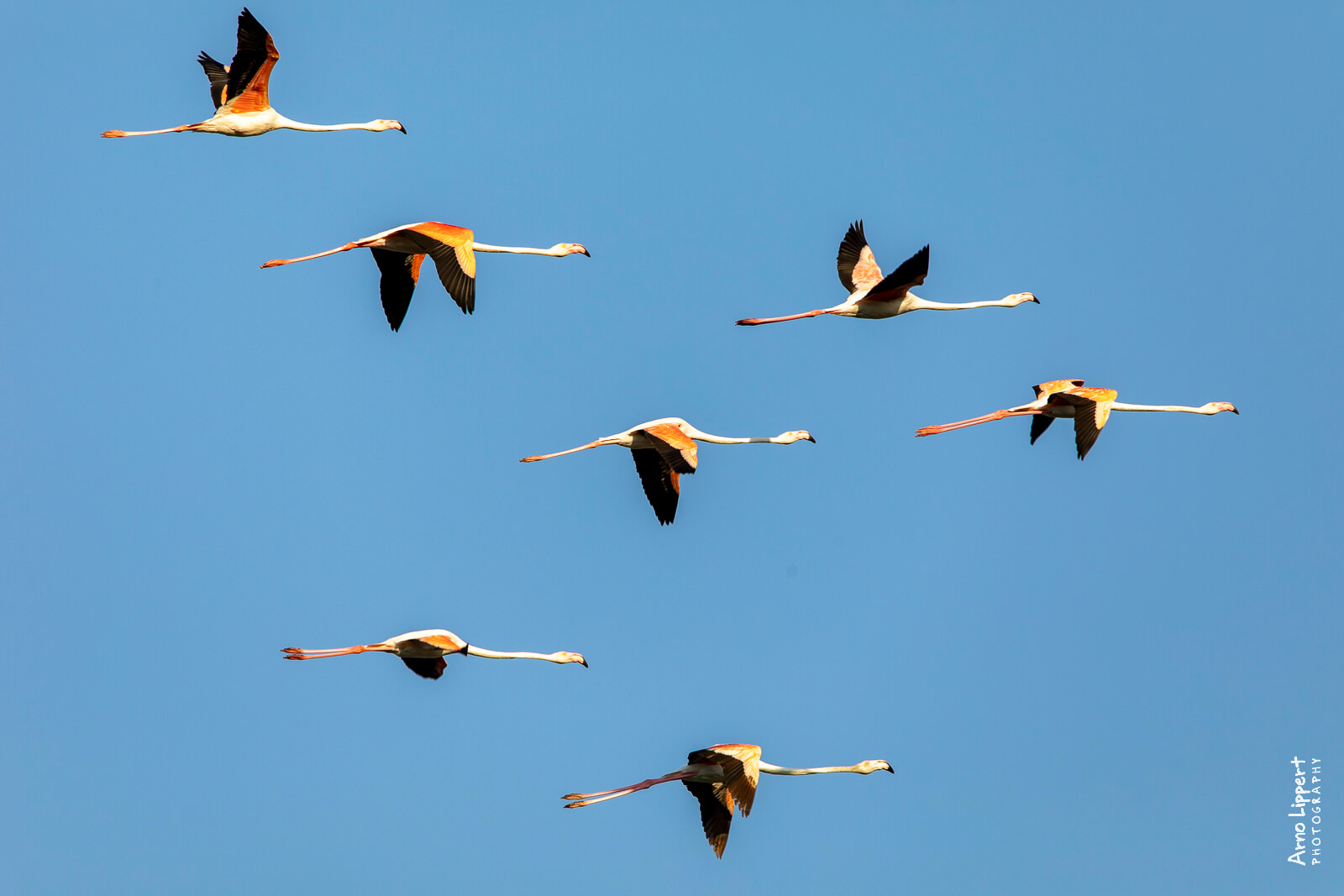 Flamingo Clan Ibiza by Arno Lippert Photography