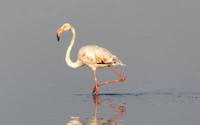 Vogelbeobachtung auf Ibiza: Birding!